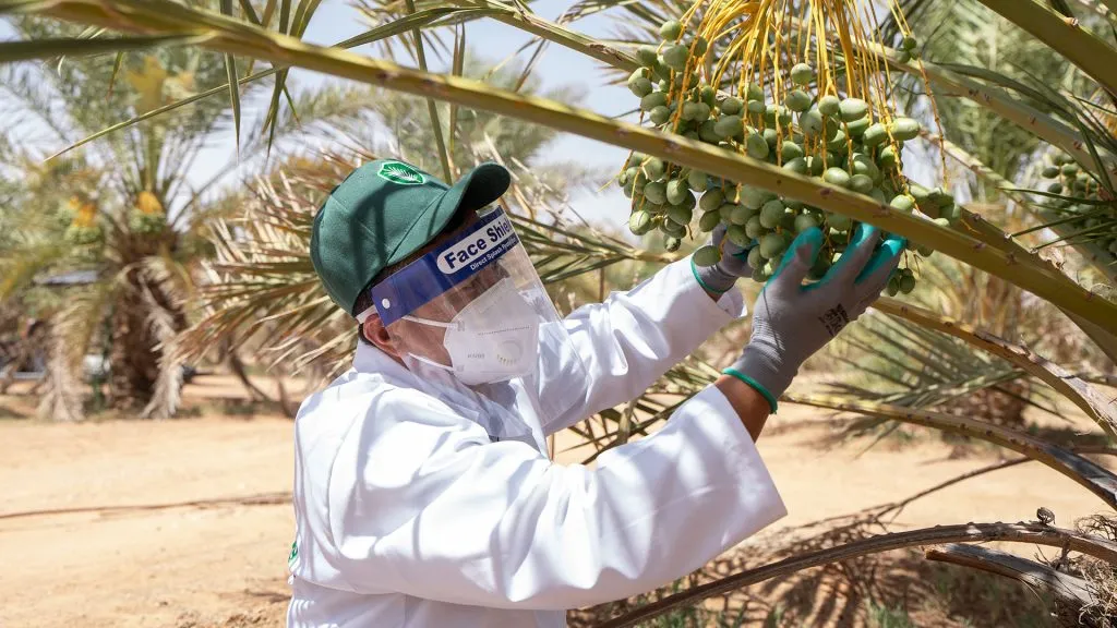 Kaizen delivered a technical training program in plant and animal health for recent graduates, aligned with the competency framework of the National Center for the Prevention and Control of Plant Pests and Animal Diseases (Weqaa).