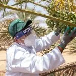 Kaizen delivered a technical training program in plant and animal health for recent graduates, aligned with the competency framework of the National Center for the Prevention and Control of Plant Pests and Animal Diseases (Weqaa).